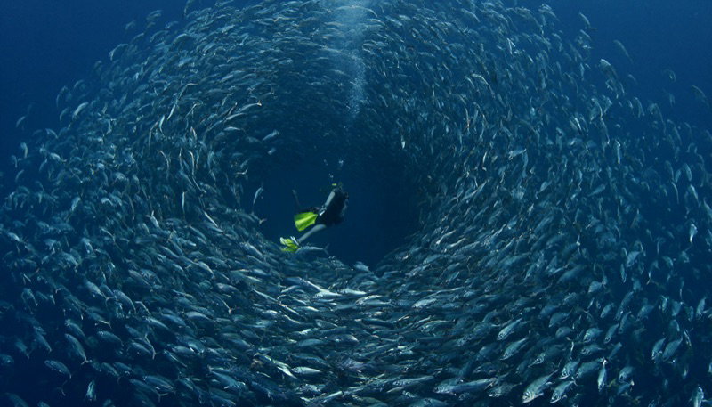 A diver inside a swirling school of silver fish