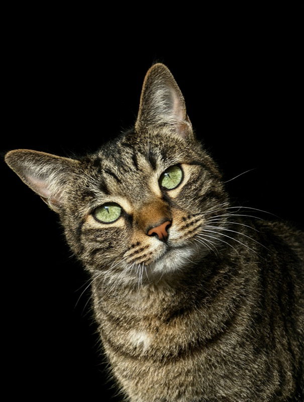 A tabby cat with green eyes against a black background